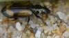Bembidion femoratum